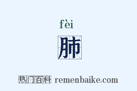 肺是什么意思的图片